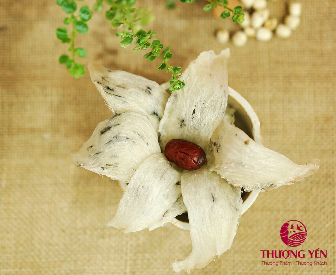 Tổ yến thô Thượng Yến được thu hoạch từ hệ thống nhà yến chuyên nghiệp