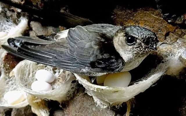 vị trí xây tổ chim yến